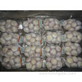 Fresh 2019 Normal White Garlic